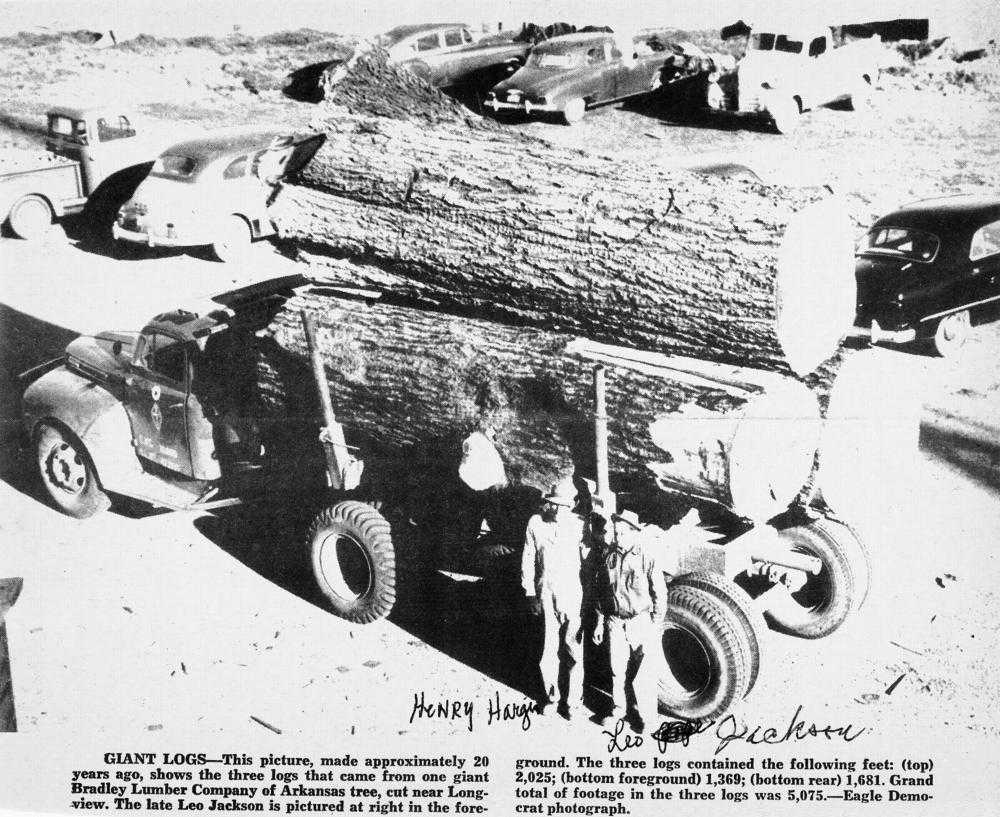 Henry Hargis and Leo Jackson stand by logs from a giant tree from Bradley County