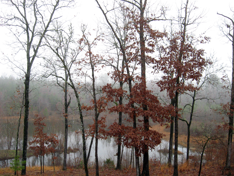 Down Caney Creek area, fog clearing, 18 Dec. 2008. Photo taken by Sam.