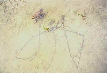 Mud puddle. Taken 2000 near Collier Springs.