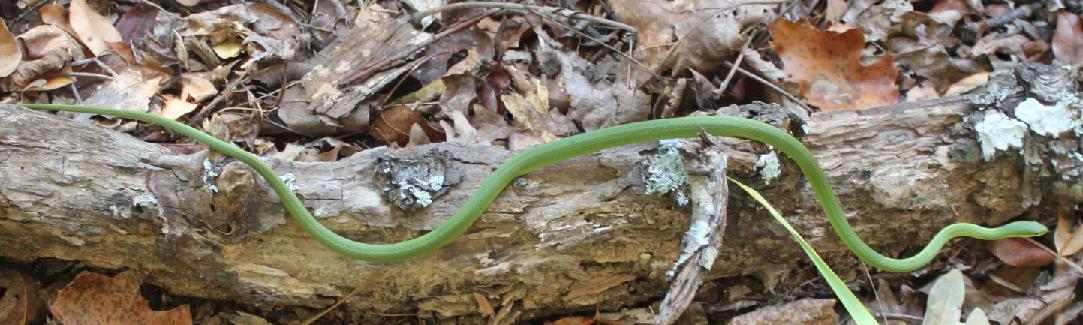 Green snake, woods Manfred Rd, 