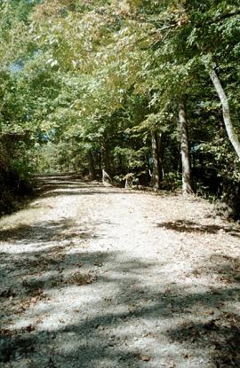 The gravel driveway leading up to the cemetery.