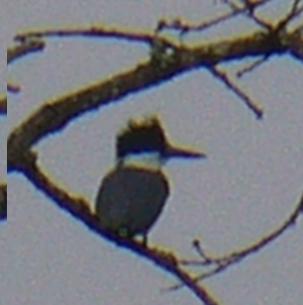 Blue belted kingfisher, Brushy Rd, Oden, AR Dec. 2009