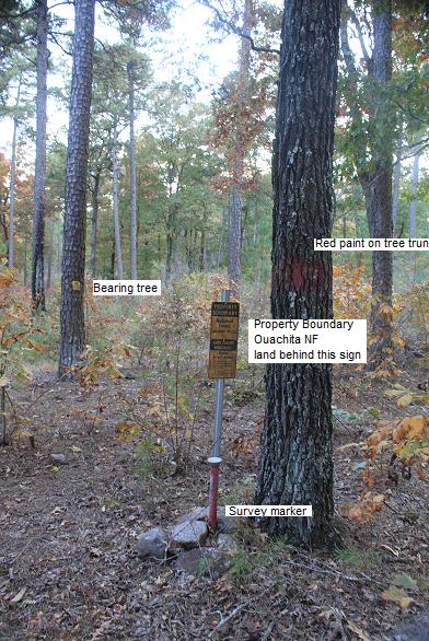 Oct. 2010 before muzzleloading season commenced, a good time to hike through the woods. Straight south from bone yard, use a compass and counted strides. Spot on. The other bearing tree was to the left.
