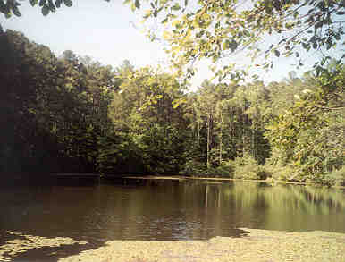 Mauldin Pond  June 2000