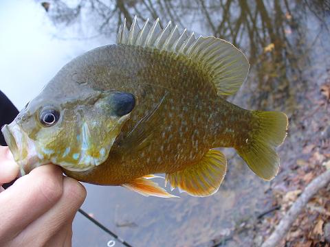 A blue gill perch - catch and release with barbless hook. Brushy Rd, Oden, May 2008