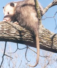 Opossums can climb.