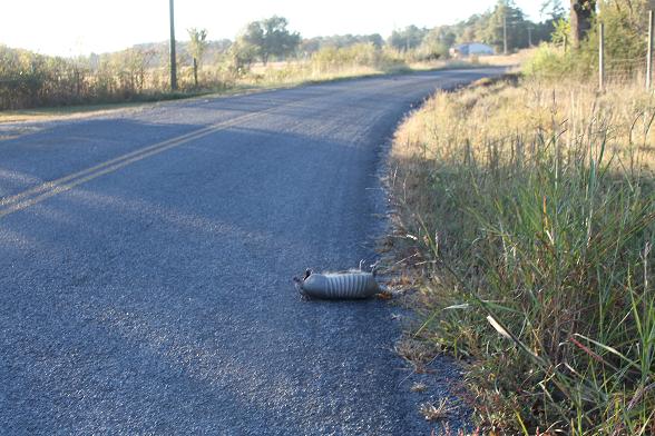 An  armadillo road kill, on Brushy road, Oden, Oct. 2010. It was a male with a stunted tail.
