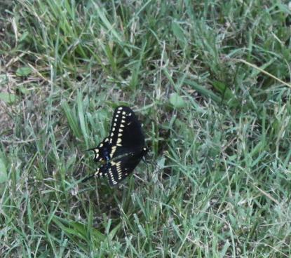 June 2010, on the back lawn, Montgomery Co. AR