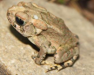 June 2010. A true North American toad.