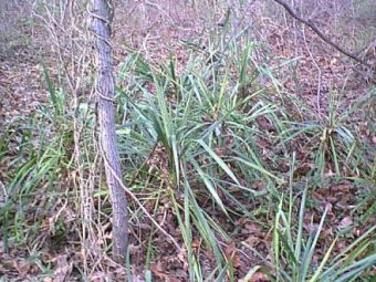 Freeman Cemetery, Pulaski County, Arkansas