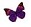 01 Wee purple butterfly-L