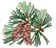 PineCone   Maine