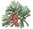 PineCone   Maine