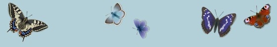 Butterflies 3.jpg