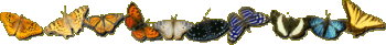 Bar 02Butterfly .gif