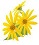 Daisies 01(2)