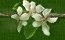 Magnolia sm