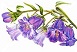 Bluebells 02 sm