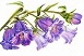 Bluebells 02 sm - Copy
