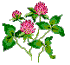 Red Clover  VT