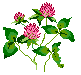 Red Clover  VT