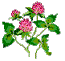 Red Clover  VT