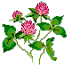 Red Clover  VT