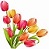 Multi colored Tulip 3