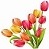 Multi colored Tulip 3 R
