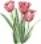 3 pink tulips 2