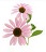 Pink Cone Flowers 2