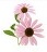 L-Pink Cone Flowers 2