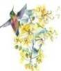 F:\01 CEMETERY Surveys-Pics (My PP2018)\(05 )Wee pics-symbols-decorative web pagesjpg\13  Hummer-Flowers\Hummer-Flowers L sm.jpg