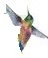F:\01 CEMETERY Surveys-Pics (My PP2018)\(05 )Wee pics-symbols-decorative web pagesjpg\13  Hummer-Flowers\Hummer R.jpg