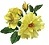 2 wee yellow rose.jpg